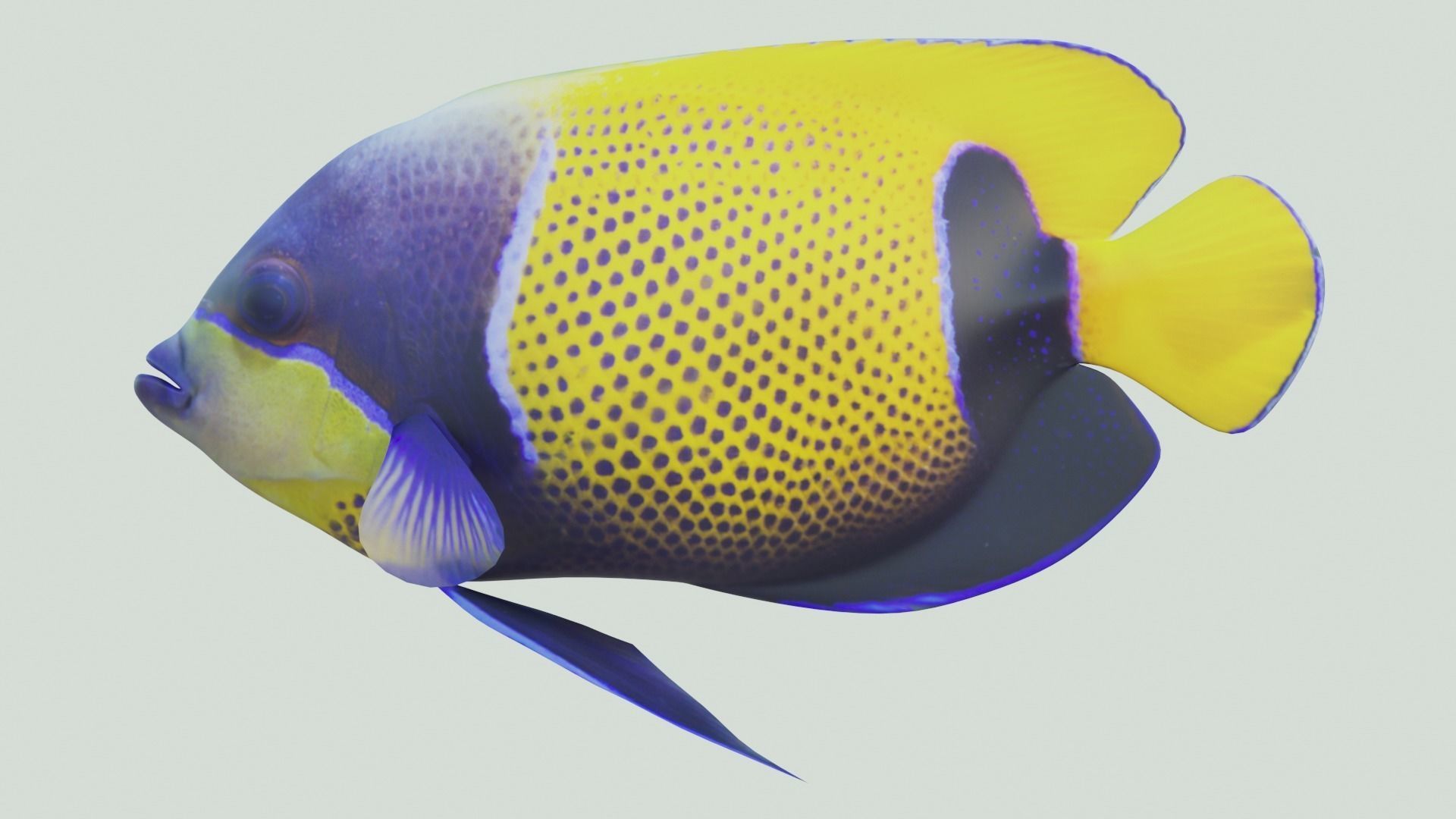Blue girdled Angelfish set 04 3D model_2