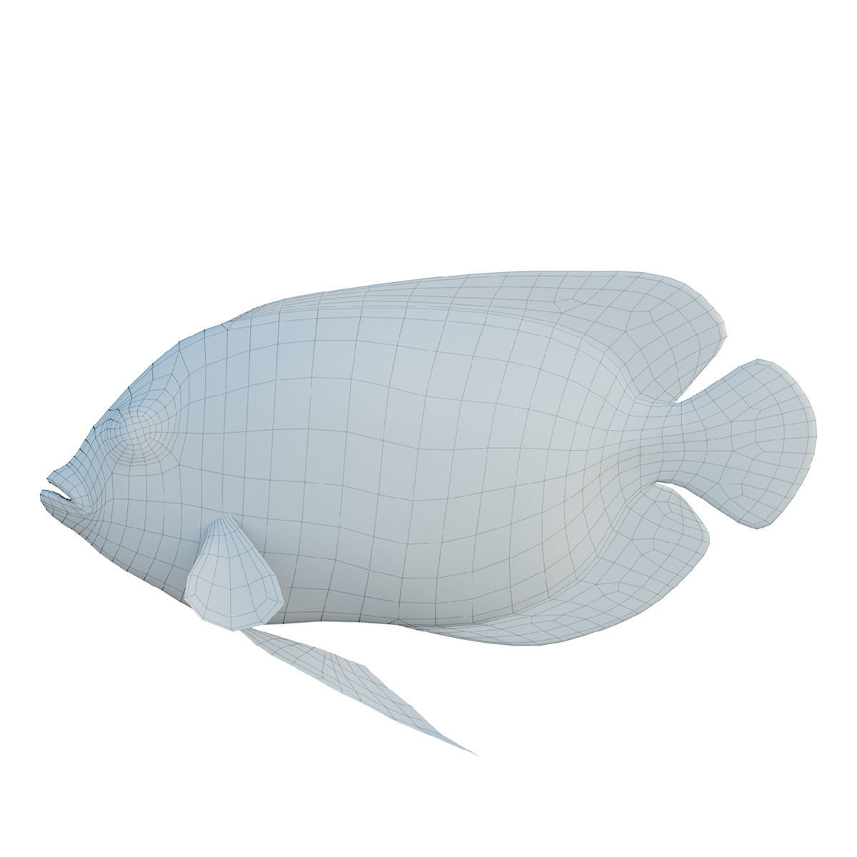 Blue girdled Angelfish set 04 3D model_1