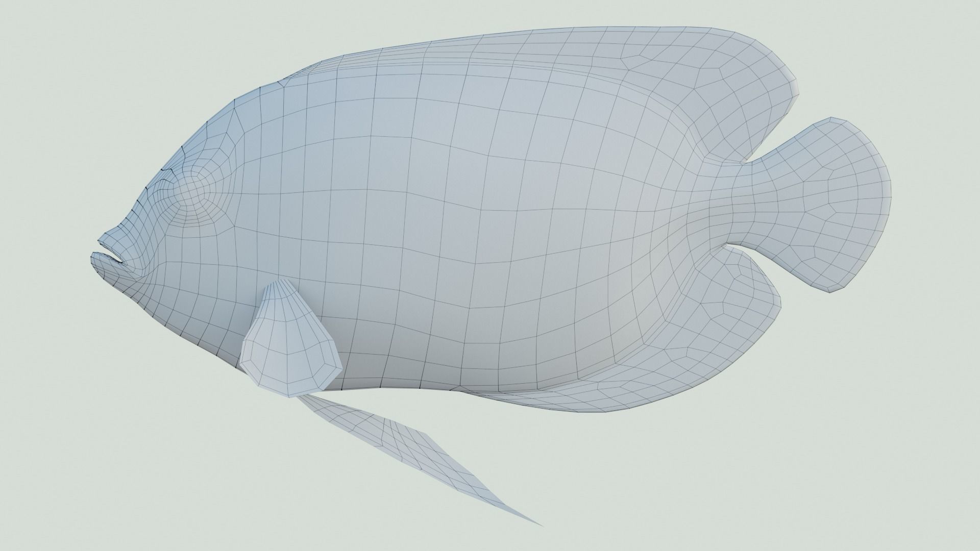 Blue girdled Angelfish set 04 3D model_3