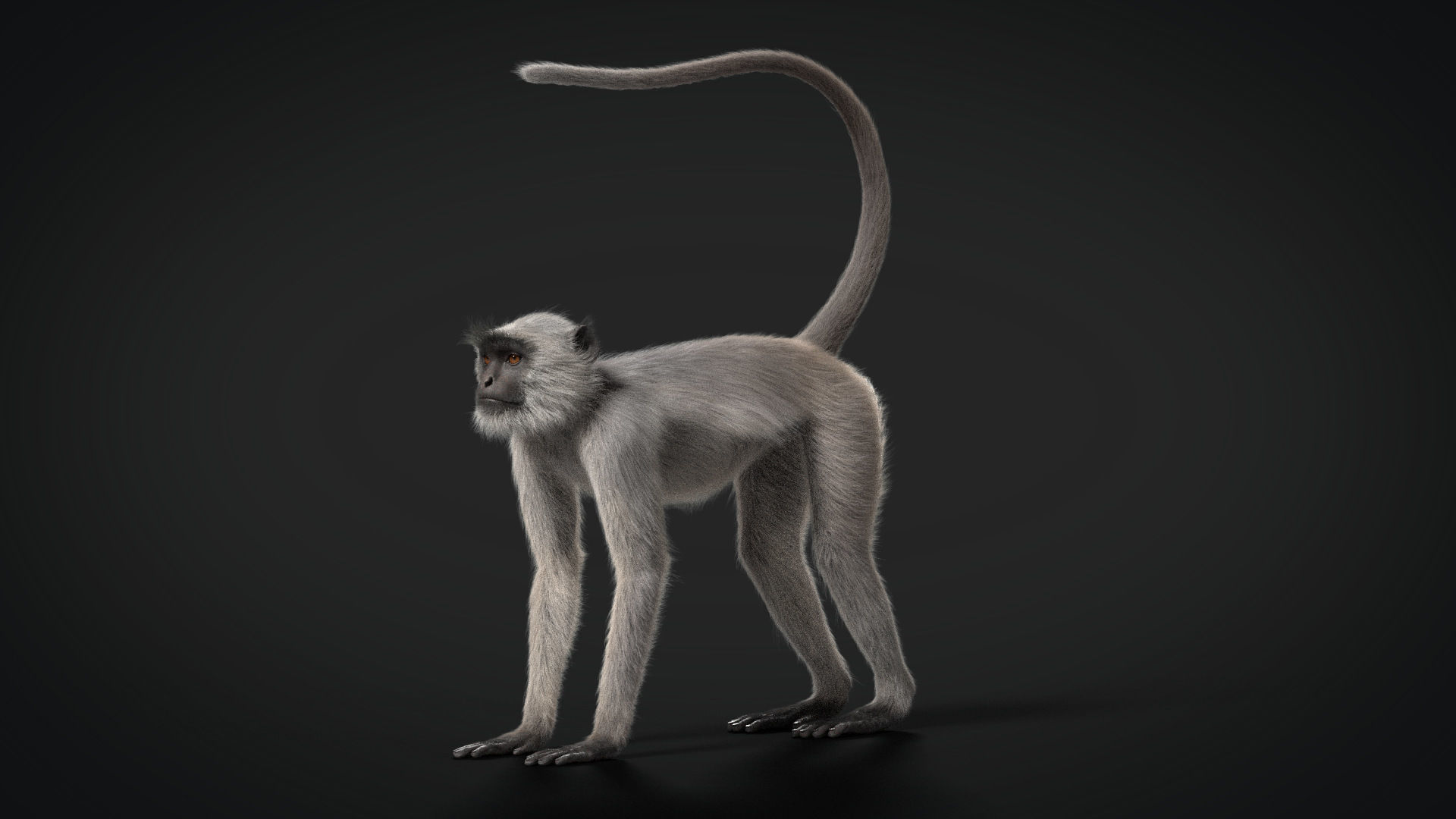 Gray langur Animated VFX Grace 3D model_9