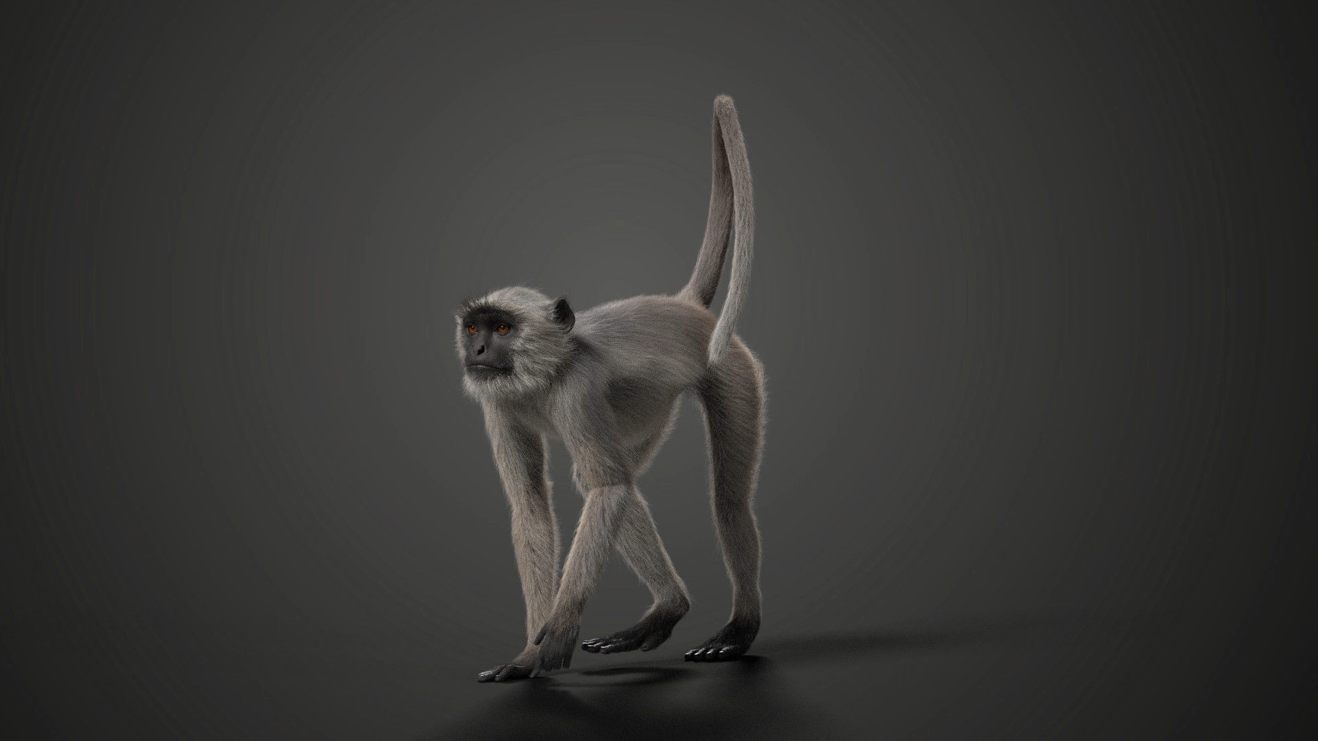 Gray langur Animated VFX Grace 3D model_4