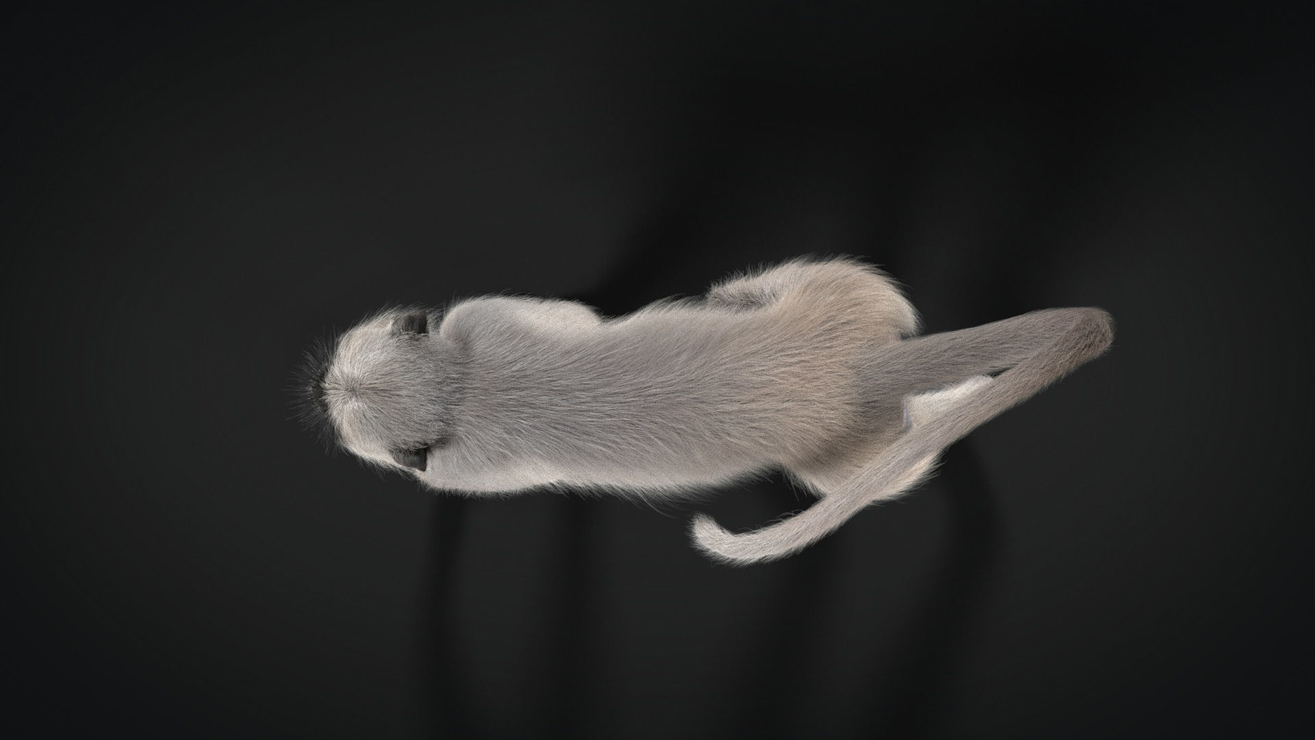 Gray langur Animated VFX Grace 3D model_8