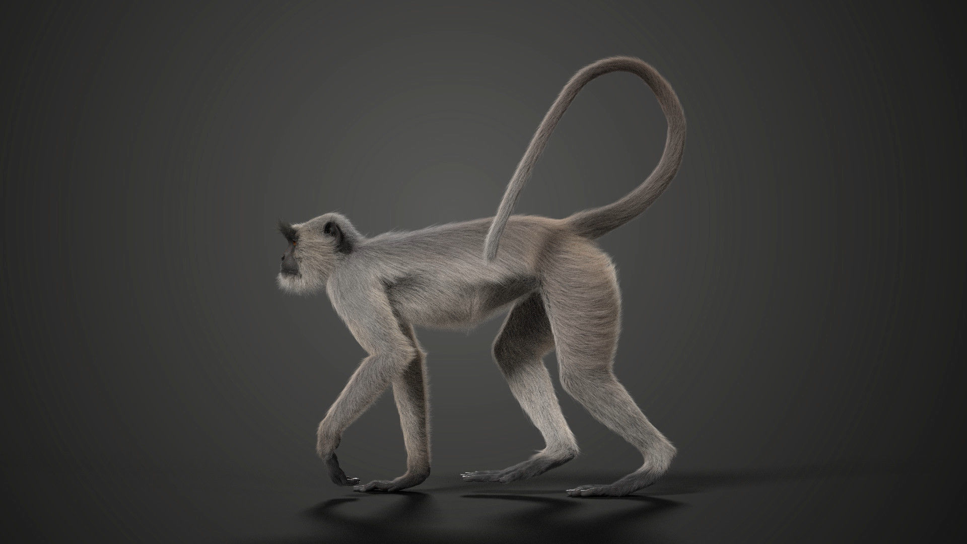 Gray langur Animated VFX Grace 3D model_3
