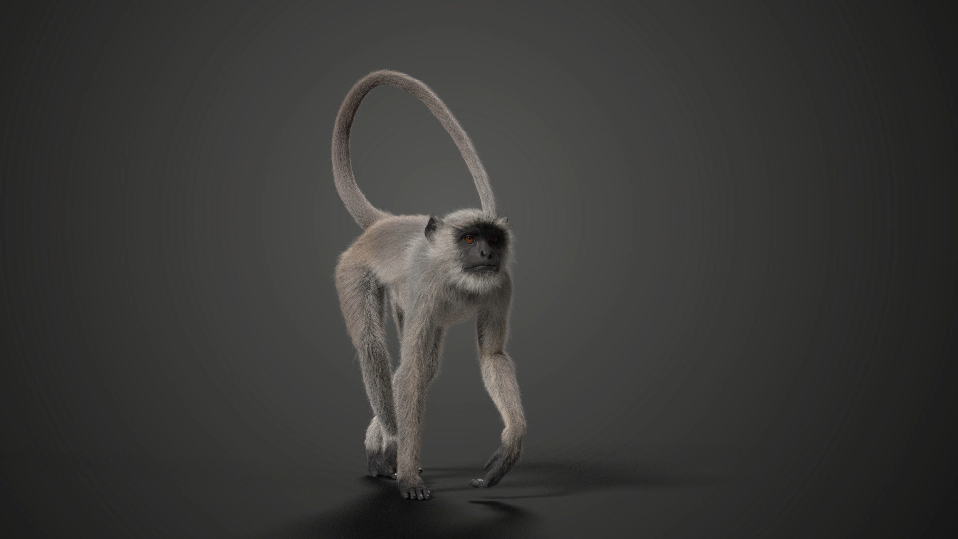 Gray langur Animated VFX Grace 3D model_5