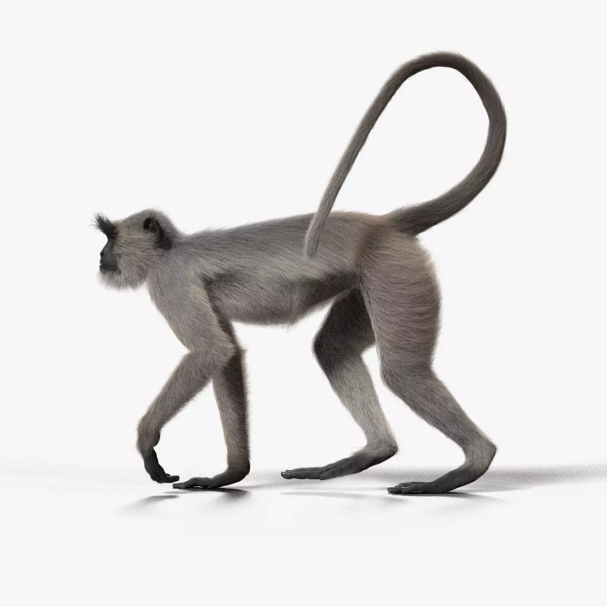 Gray langur Animated VFX Grace 3D model_0