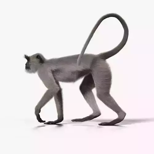 Gray langur Animated VFX Grace 3D model