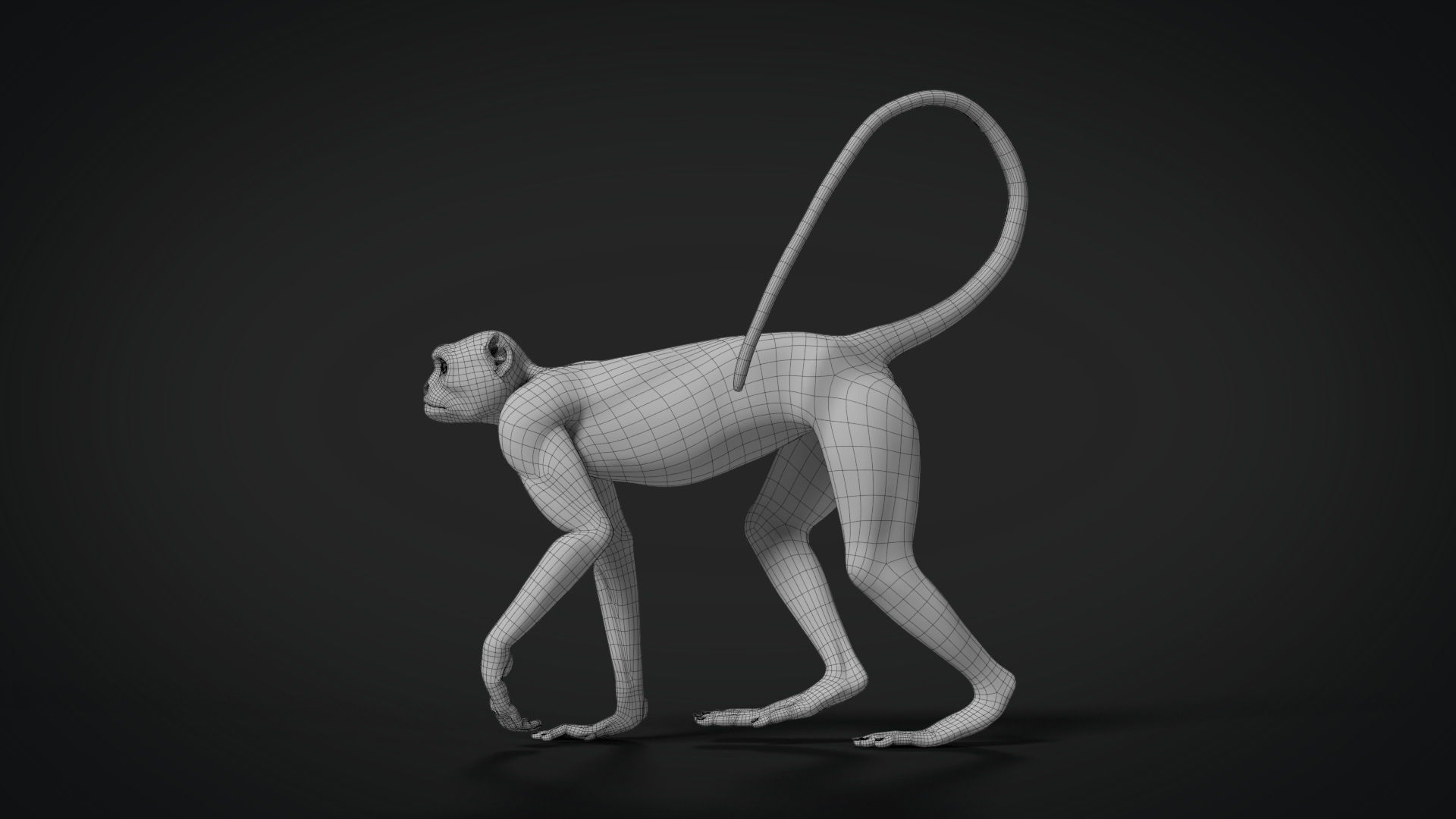 Gray langur Animated VFX Grace 3D model_14