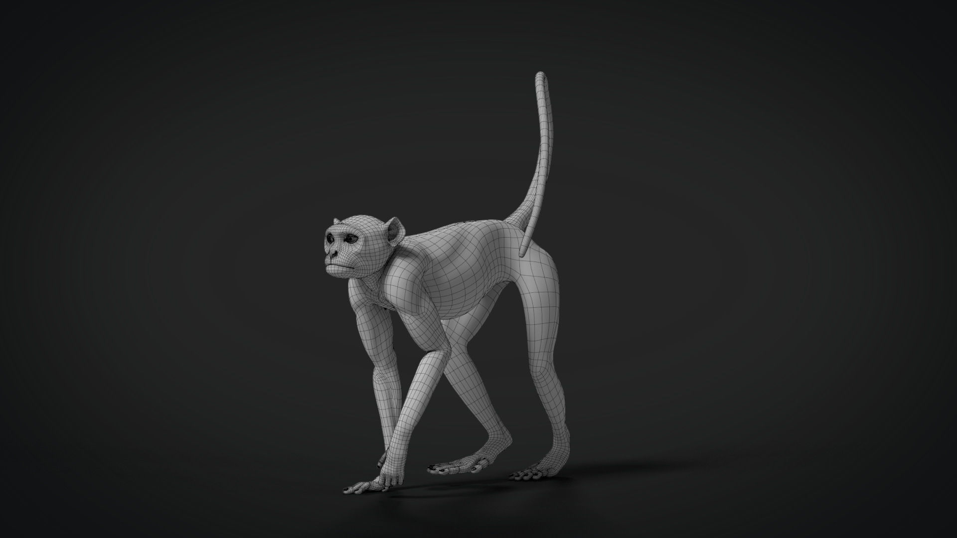 Gray langur Animated VFX Grace 3D model_15