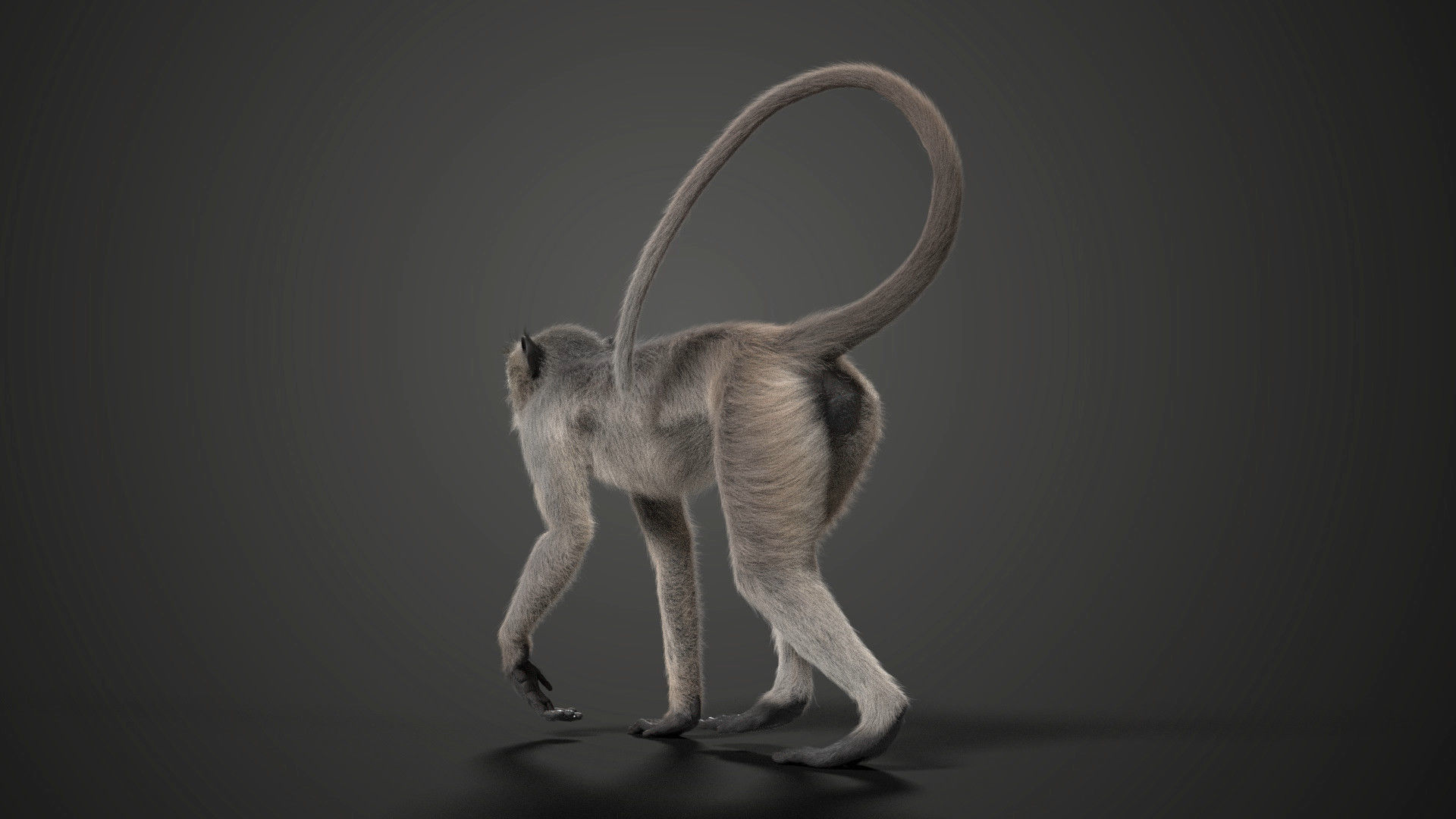 Gray langur Animated VFX Grace 3D model_7