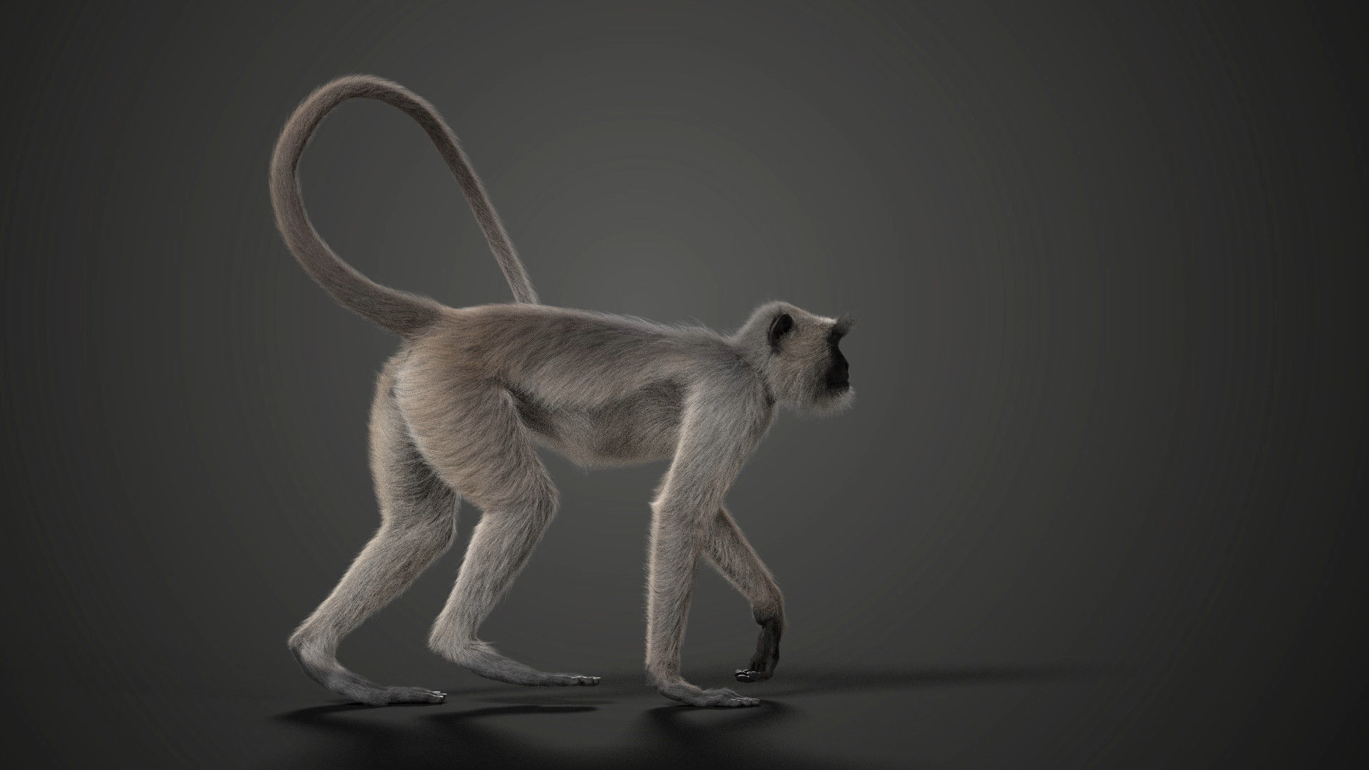 Gray langur Animated VFX Grace 3D model_6