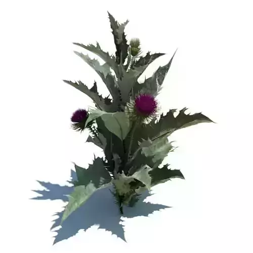 Green Weed With Purple Flowers 3D model