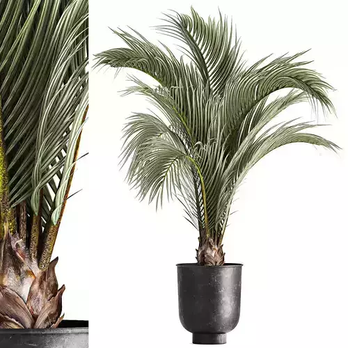Decorative palm tree for the interior in a pot 1109