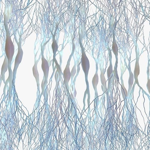 Pyramidal Neurons Low-poly 3D model
