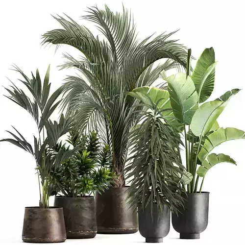 exotic plants in a metal flowerpot for the interior 1110