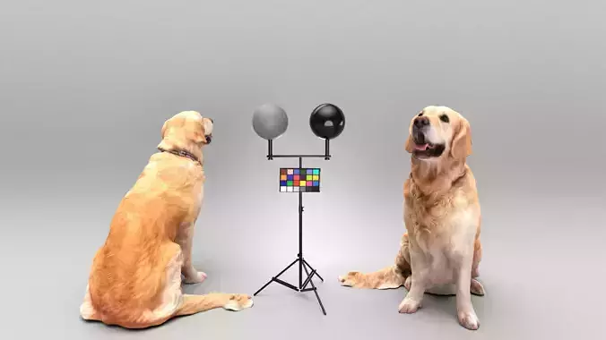 Golden retriever dog 23 Low-poly 3D model