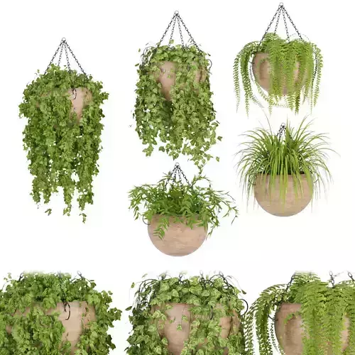 Hanging plant indoor collection vol 41 3D model