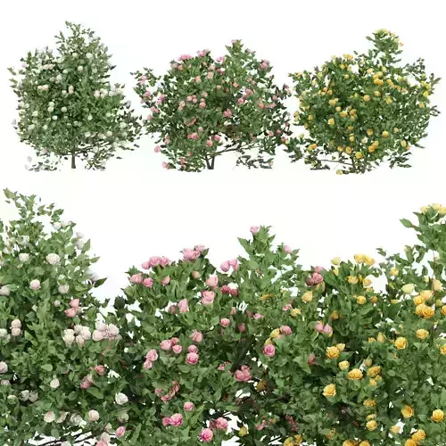 flowering bushes collection vol 42 3D model