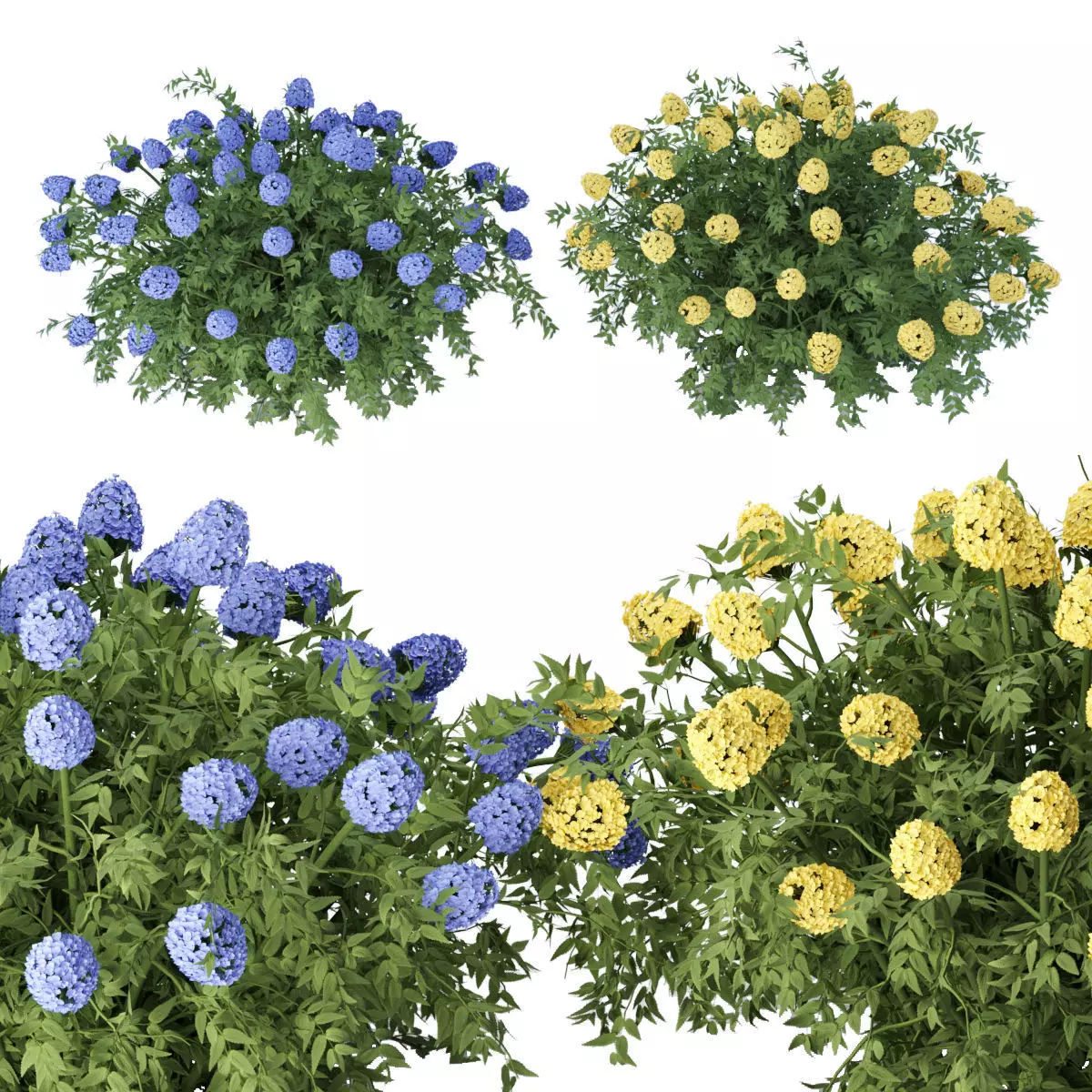 flowering bushes collection vol 43 3D model