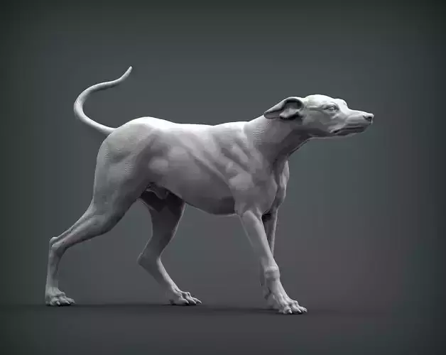 greyhound dog 3D print model