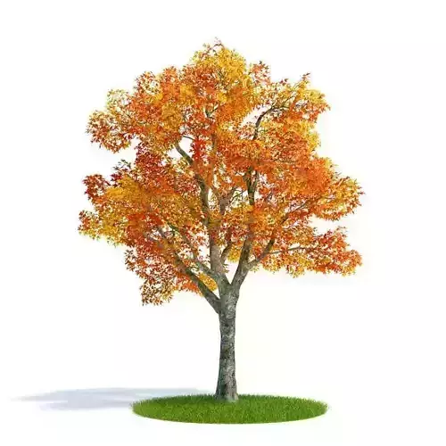 Single Autumn Tree 3D model