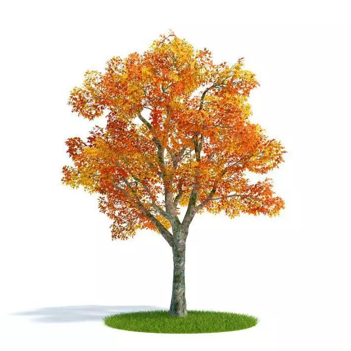 Single Autumn Tree 3D model_0