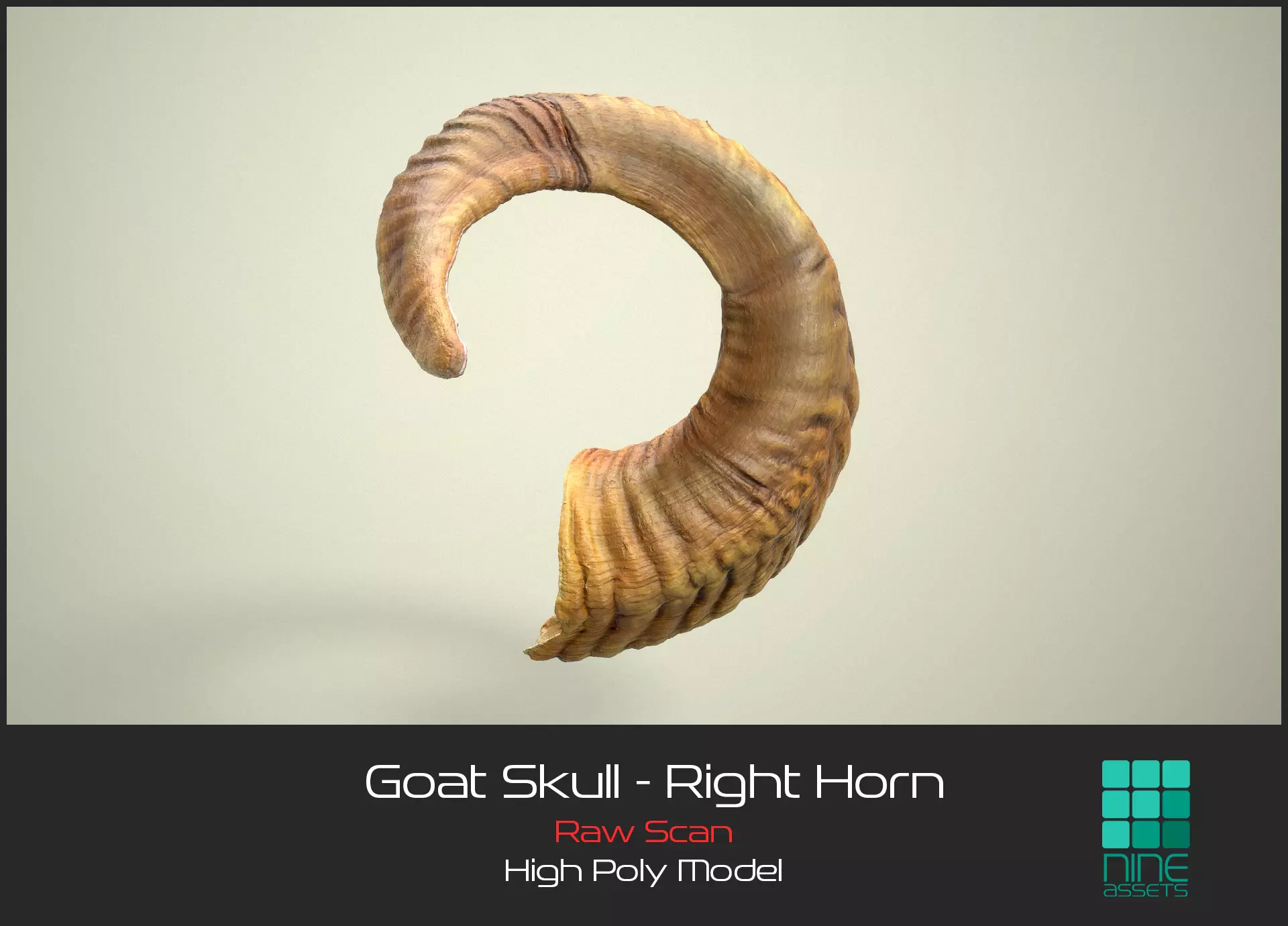 Goat Skull - Right Horn 3D model
