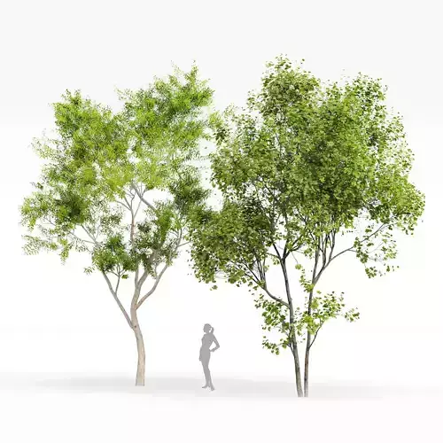 Acer Saccharinum Summer Ghost Gum Corymbia Aparrerinja trees