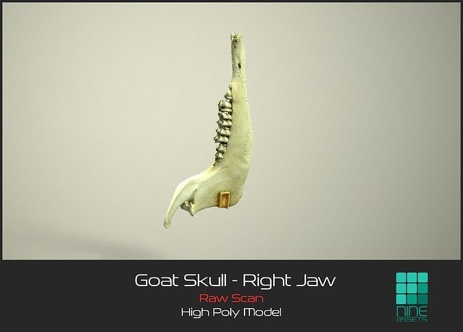 Goat Skull - Right Jaw 3D model