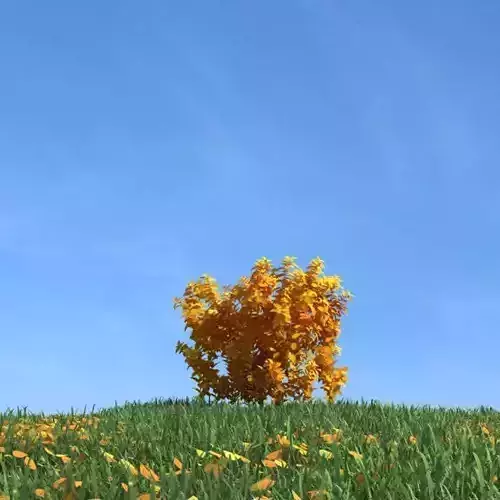 Leafy Tree In Autumn