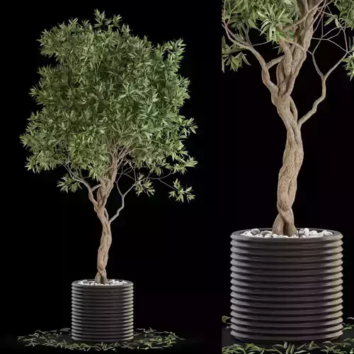 Plants collection 641 3D model