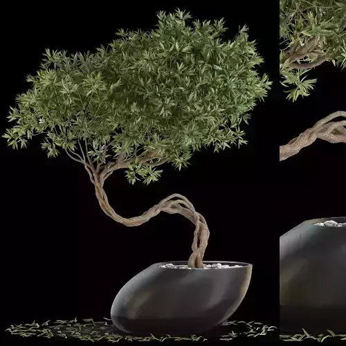 Plants collection 642 3D model