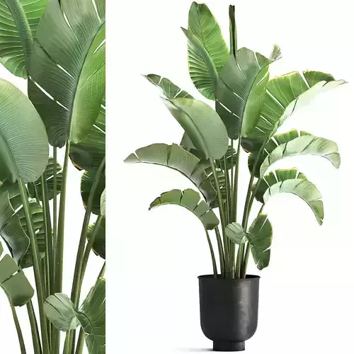 strelitzia palm in a loft pot for the interior 1111