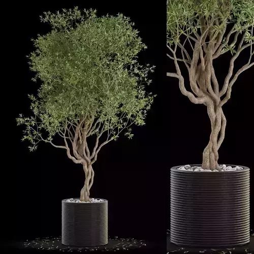 Plants collection 644 3D model