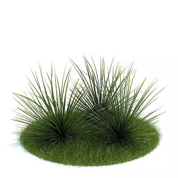 Grass cactus 3D model_0