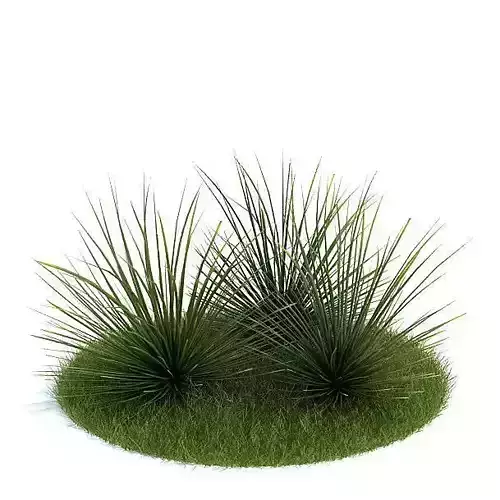 Grass cactus