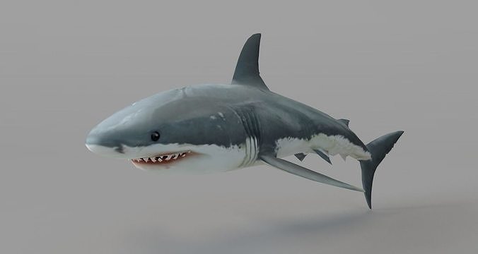 Shark-C4D great shark Free 3D model