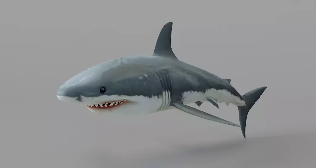 Shark-C4D great shark Free 3D model