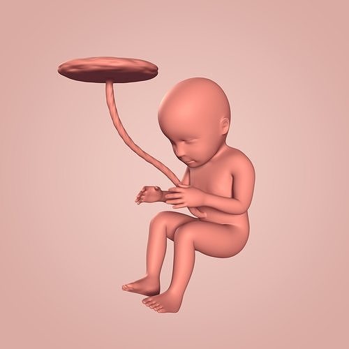 Human Fetus Low-poly 3D model