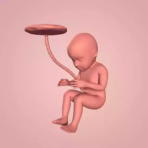 Human Fetus Low-poly 3D model