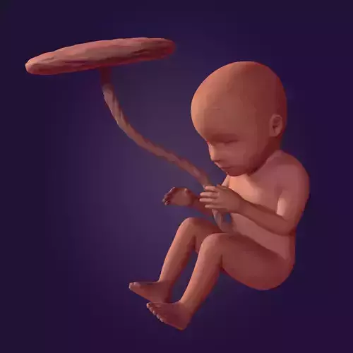 Human Fetus -- Textured