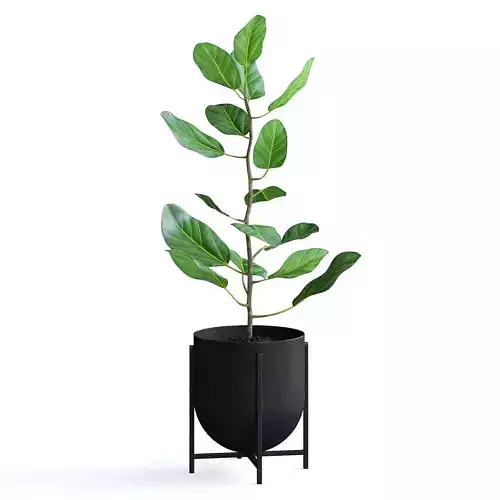 Ficus Plant