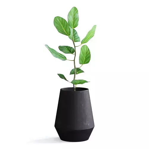 Ficus Plant II