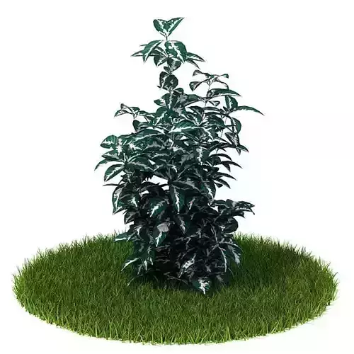 Plant in grass