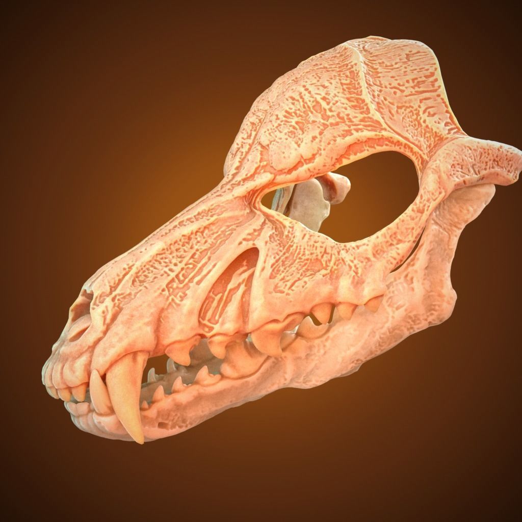 Scary Mask Wolf Skull 3D Model Stl File Halloween 3D print model_4