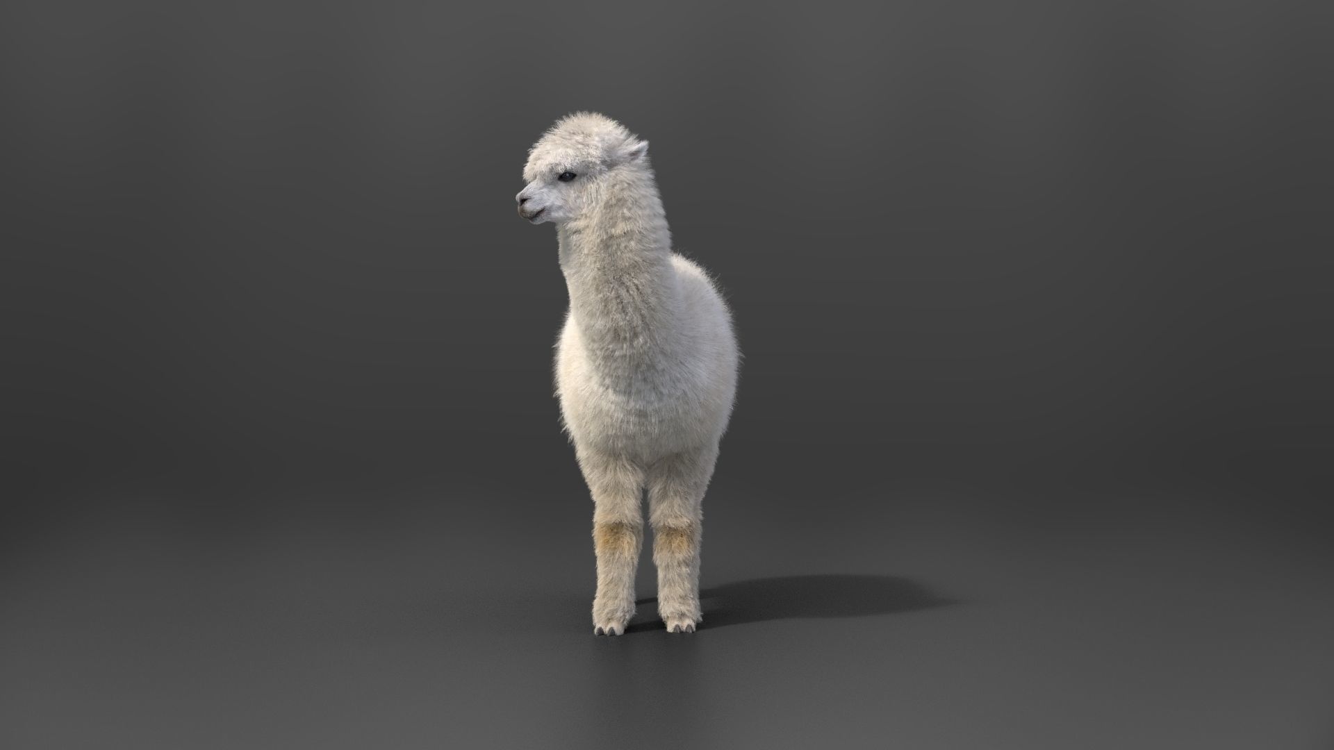 Alpaca Animated VFX Grace 3D model_11