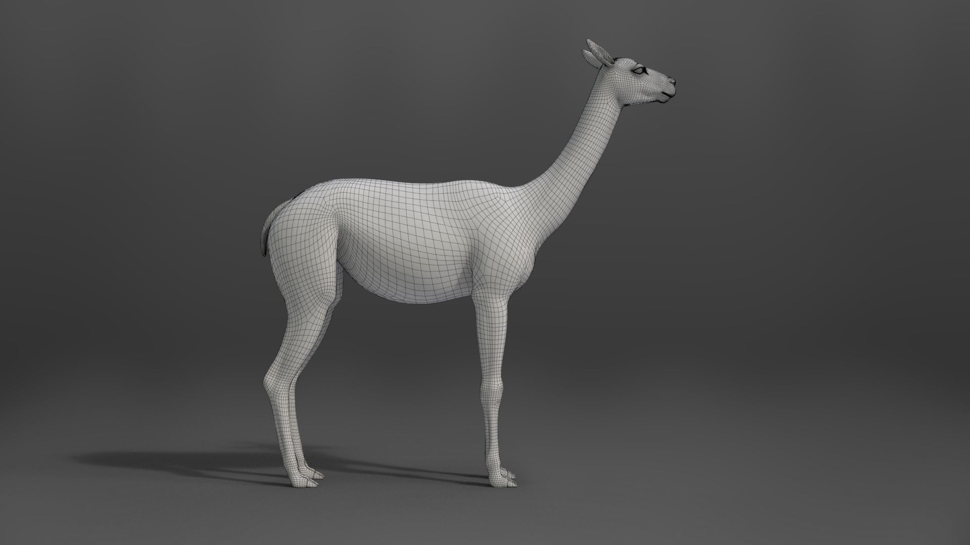 Alpaca Animated VFX Grace 3D model_22