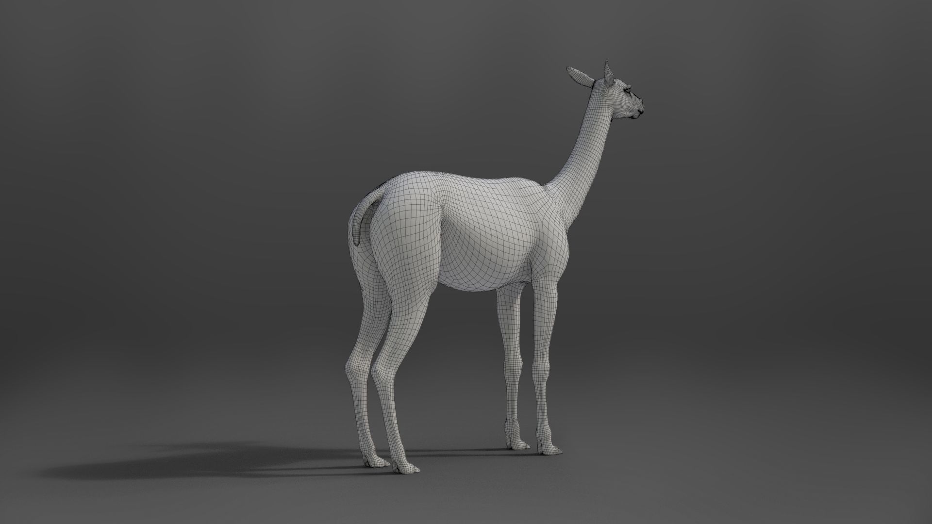 Alpaca Animated VFX Grace 3D model_23