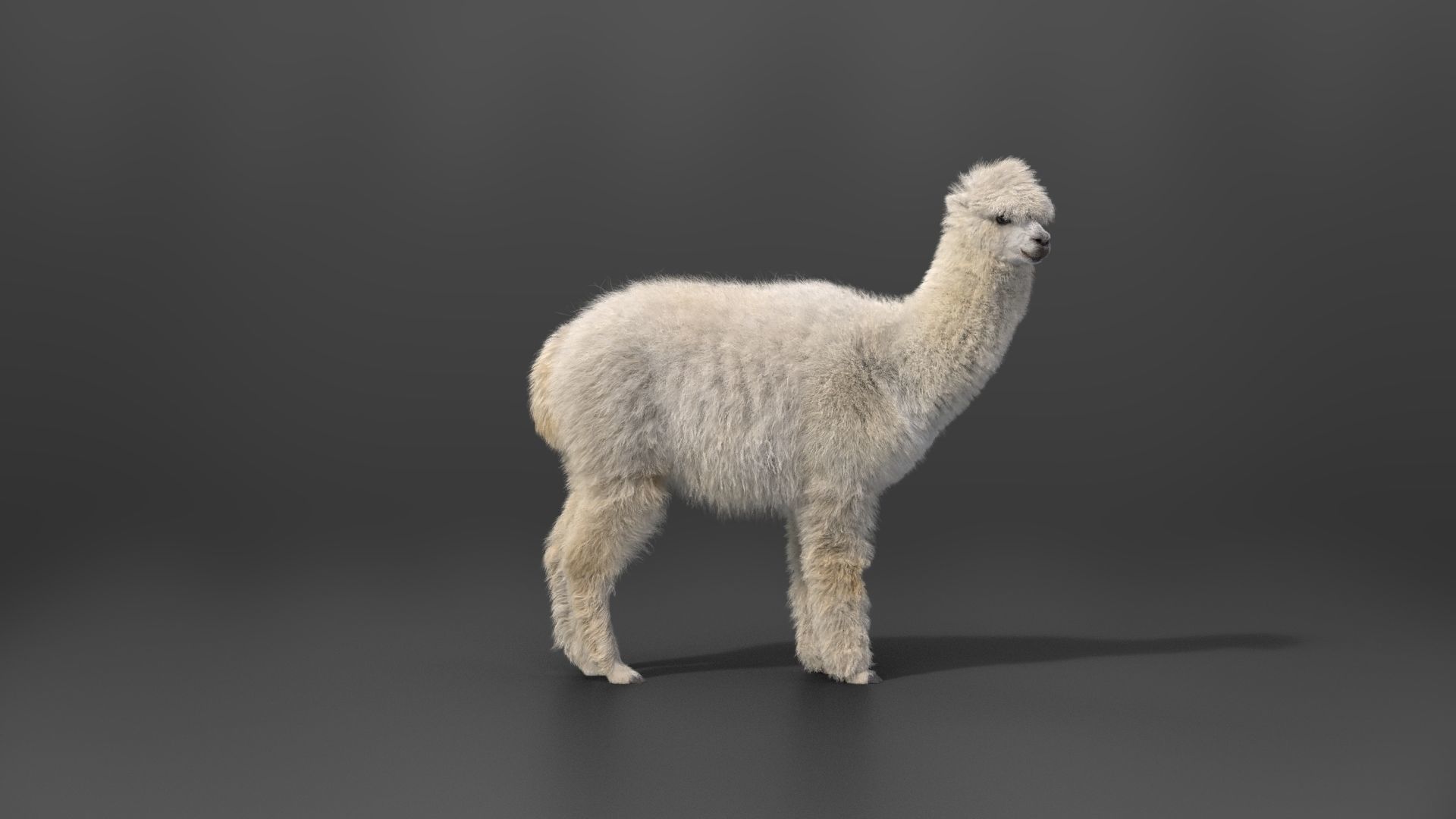 Alpaca Animated VFX Grace 3D model_16