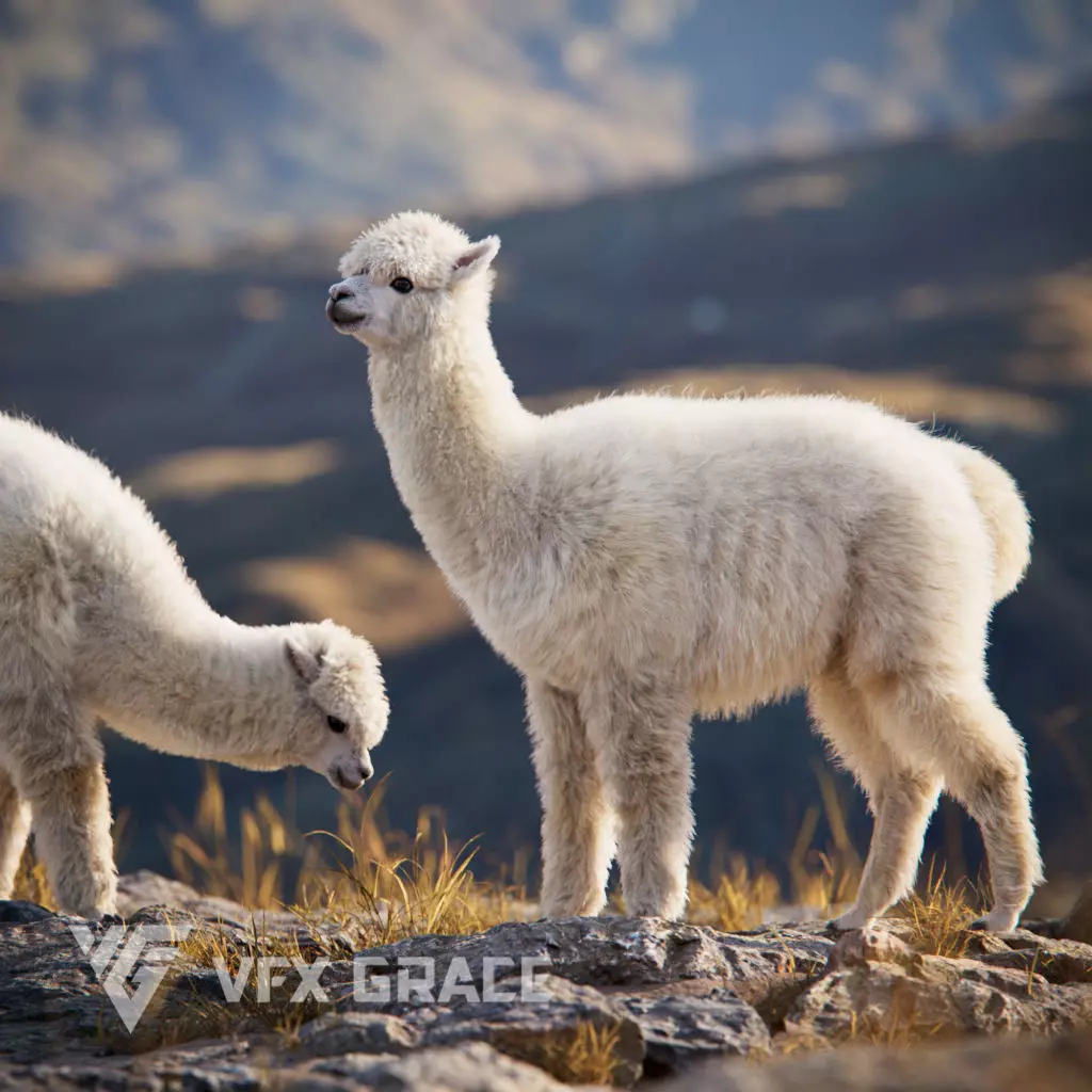 Alpaca Animated VFX Grace 3D model_0