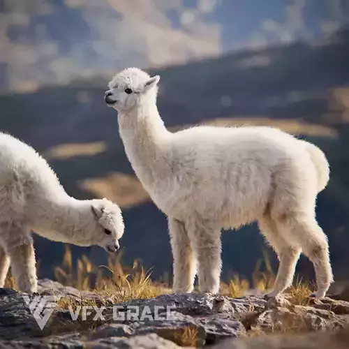 Alpaca Animated VFX Grace 3D model